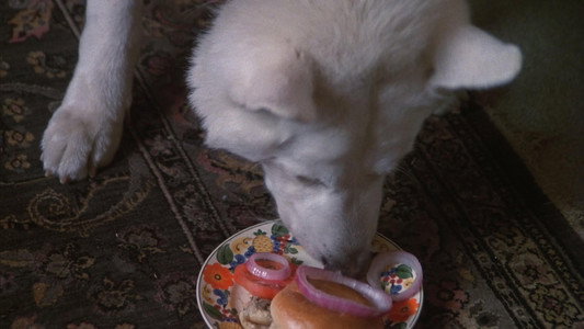 White Dog