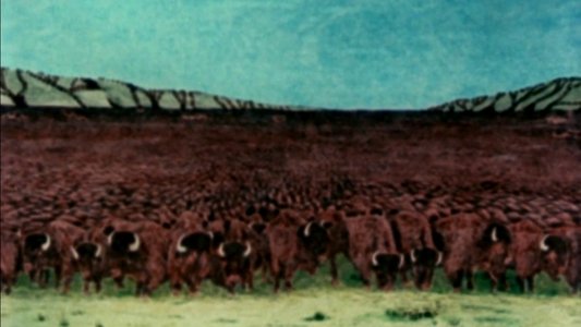 The Great Buffalo Saga