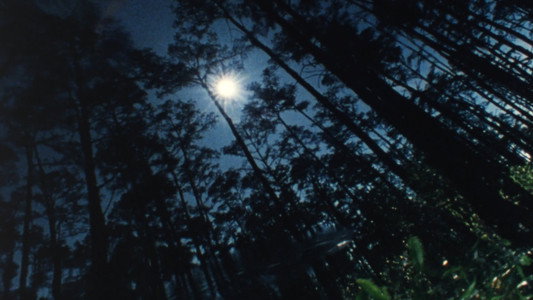 Wilderness: A Country in the Mind