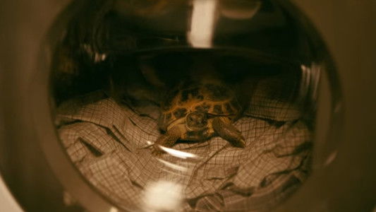 Roald Dahl's Esio Trot