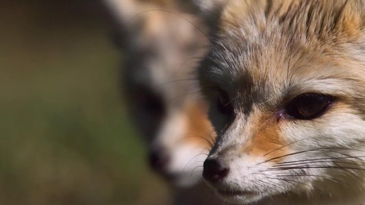 Super Cute Animals