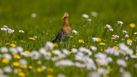 Grutto! De reis van onze nationale vogel