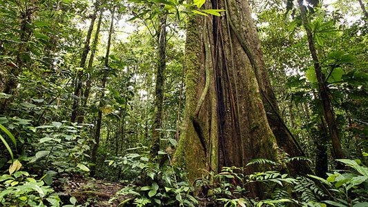 Secret Life of the Rainforest