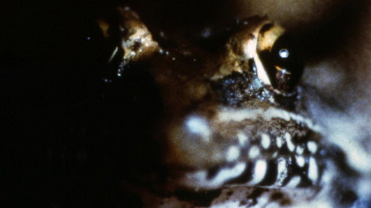 Frogs