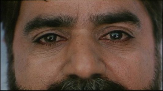 بید مجنون