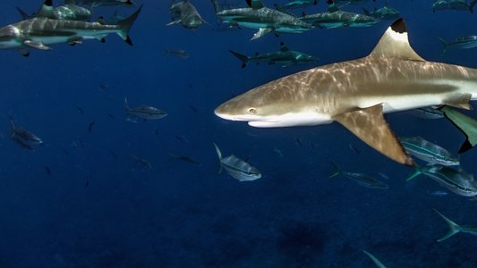 Sharks of Lost Island