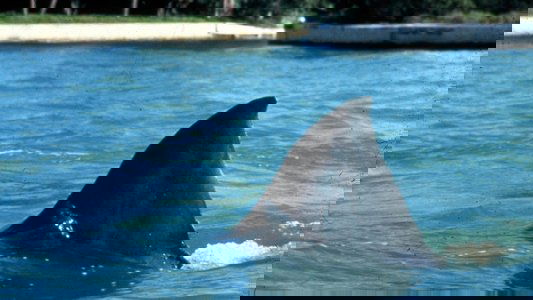Jaws 3-D