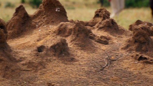 Termites: The Inner Sanctum