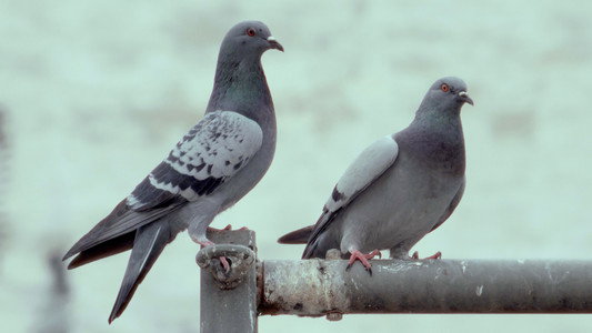 La danza de las palomas