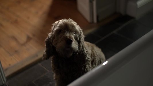 L.T.'s Theory of Pets