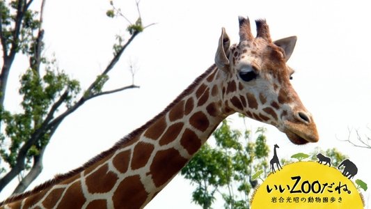 いいZooだね。～岩合光昭の動物園歩き～