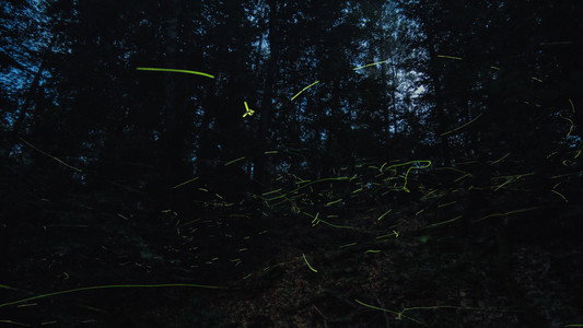 Insekten - Helden im Verborgenen