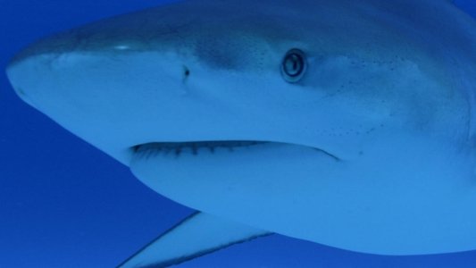 Raging Bull Shark