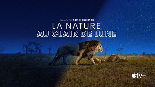 Earth at Night in Colour