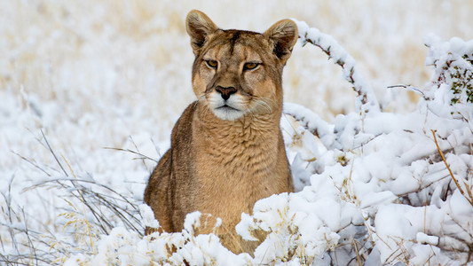Pumas: Legends of the Ice Mountains