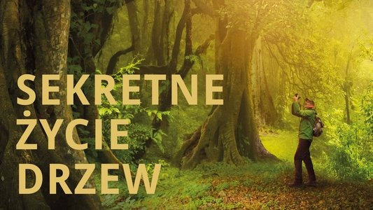 Das geheime Leben der Bäume
