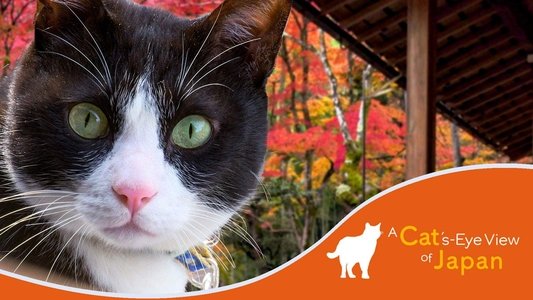 A Cat's-Eye View of Japan