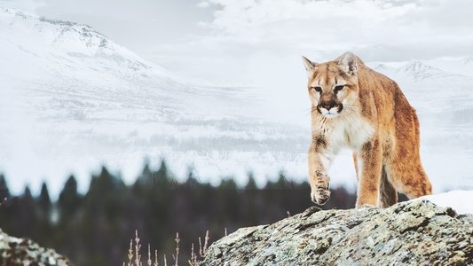 America the Wild with Casey Anderson