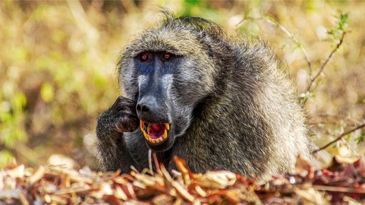 Africa's Deadliest