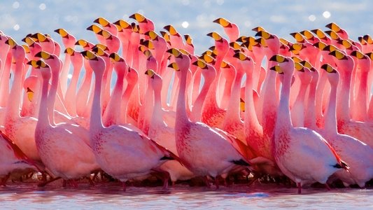 South America Untamed