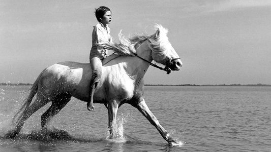 Crin blanc: Le cheval sauvage