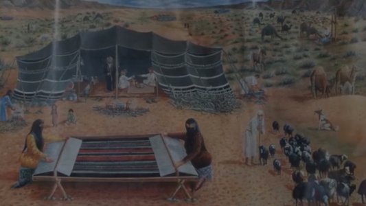 ناقة