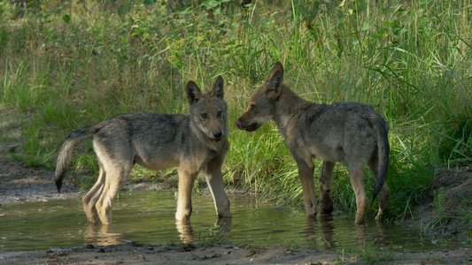 Wolf