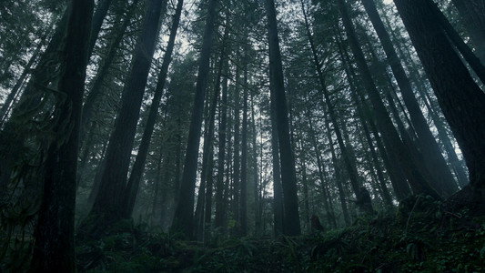 The Revenant