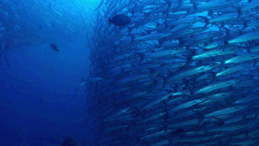 The Magic of the Big Blue. Seven Continents