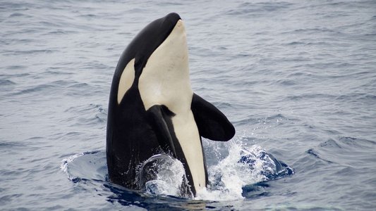 The Search for the Ocean's Super Predator