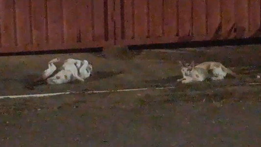 Gatos e Câmeras