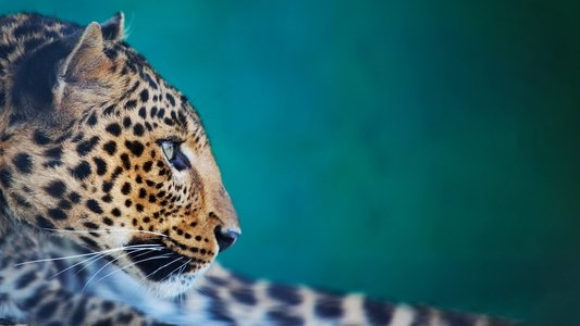 The Wonder of Animals
