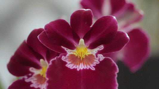 シャニダールの花