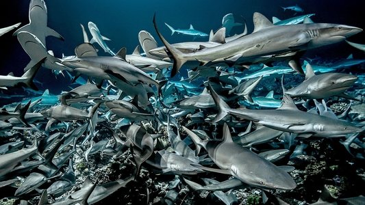 700 requins dans la nuit