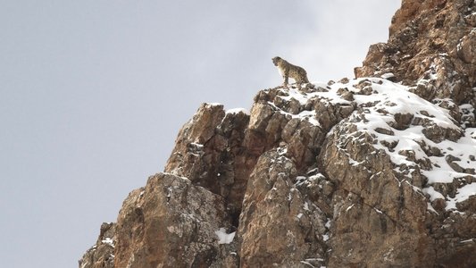 La Panthère des neiges