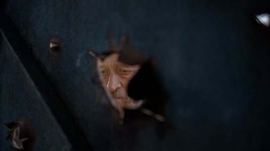 Сірі бджоли