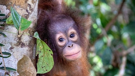 Orang-Utans - Borneos Waldmenschen