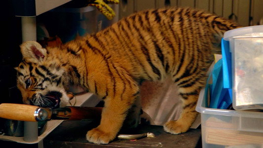 A Tiger's Tail