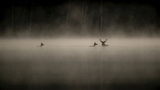 Le chant des forêts
