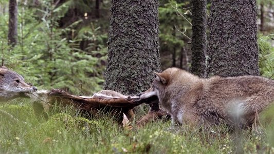 Wolf