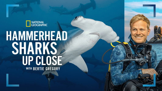 Hammerhead Sharks Up Close with Bertie Gregory