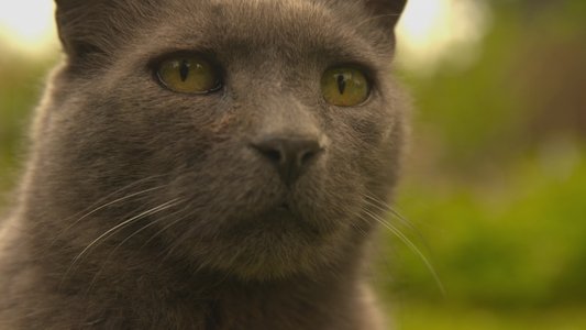 Wilde Miezen - Katzen allein unterwegs