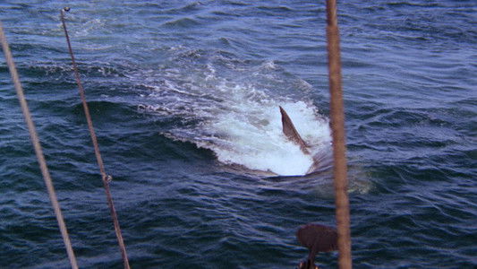 Jaws