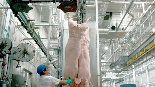 L'usine des animaux