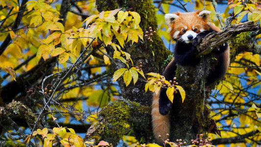 Wild Asia: Life at Extremes