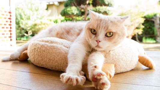 ねこあつめの家