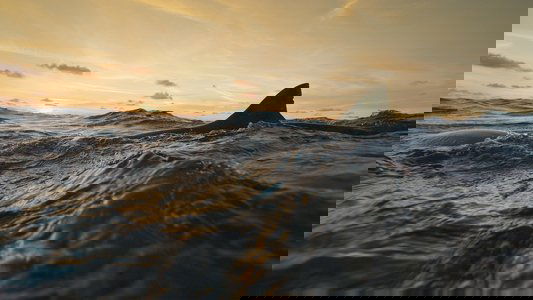 Man vs. Shark