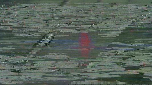 Le Lac des morts vivants