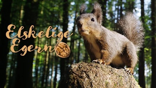 Die verrückte Welt der Hörnchen