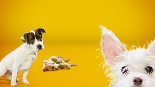 Puppy Bowl